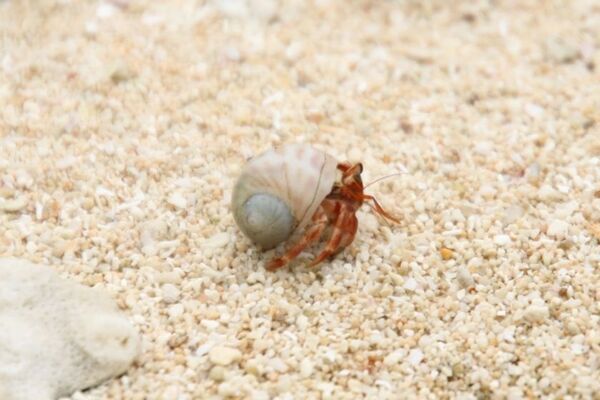 アウトドア業界初！車搭載型コンパクトシステムキッチン(第1弾)「ハーミットクラブシステム78」5/1(木)本格発売