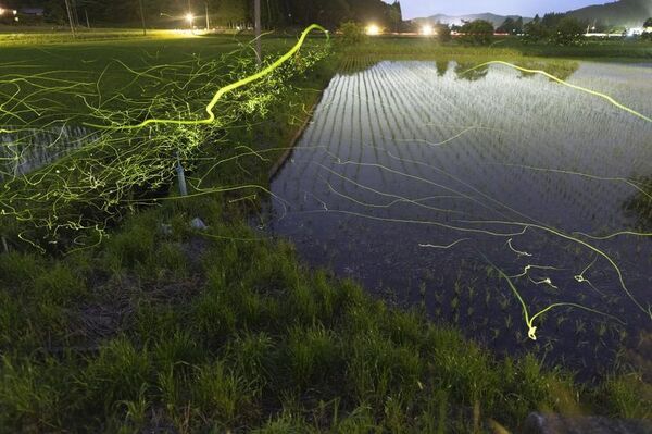 星蛍の幻想を切り撮る　宿泊プランを実施