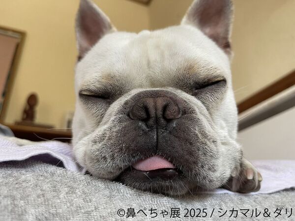 祝10周年！パグ・シーズーなど“ぶひカワ犬”作品大集結♪大人気「鼻ぺちゃ展」が新作・イベント満載で5/23(金)～6/8(日)に東京で開催