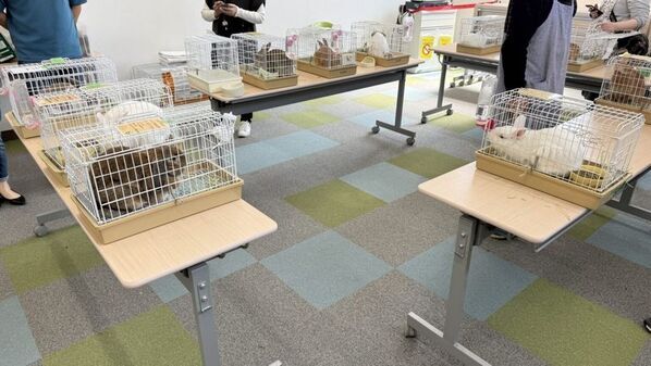 全国でも稀な「うさぎ専門」保護団体が展開する命のバトンふじみ野うさぎハウス 2025年5月 譲渡会開催！