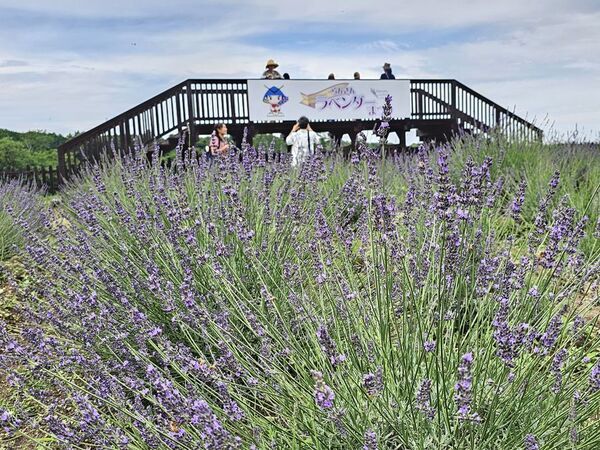 ラベンダーの薫る町で『らんざんラベンダーまつり』を6月6日から開催。今年は見学料無料！華やかなスイーツやオリジナルフードも販売