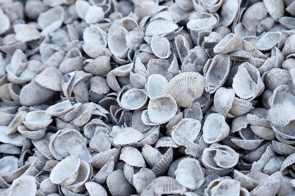 株式会社バウビオジャパン、伝統技術「貝灰漆喰」を未来へ継承　～田島貝灰工業所より事業譲受、サステナブル建築への採用も拡大～