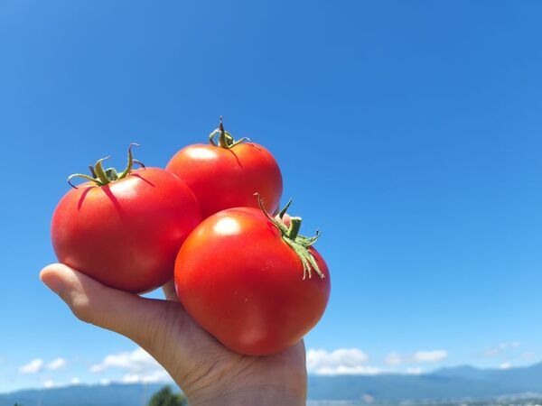 4年連続の開催！「ナガノトマト」×「ホテルブエナビスタ」、期間限定メニューの提供やコラボキャンペーンを8月に実施