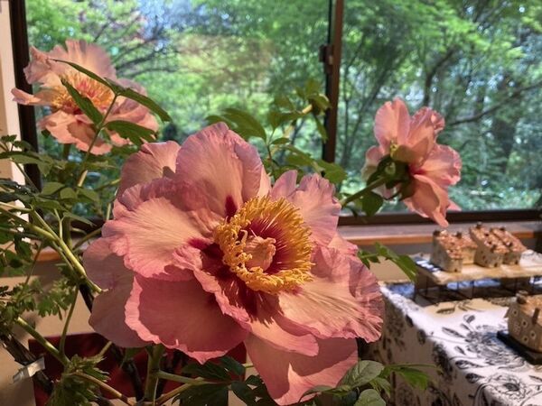 芍薬が彩る春の庭「つくば牡丹園」、いよいよクライマックスへ　水面に浮かぶ「芍薬の花筏(はないかだ)」今年も登場