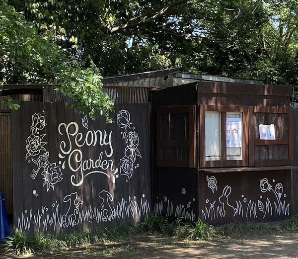 芍薬が彩る春の庭「つくば牡丹園」、いよいよクライマックスへ　水面に浮かぶ「芍薬の花筏(はないかだ)」今年も登場