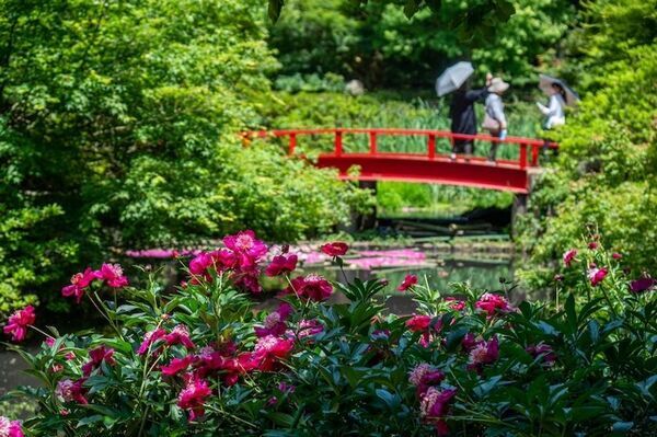 芍薬が彩る春の庭「つくば牡丹園」、いよいよクライマックスへ　水面に浮かぶ「芍薬の花筏(はないかだ)」今年も登場