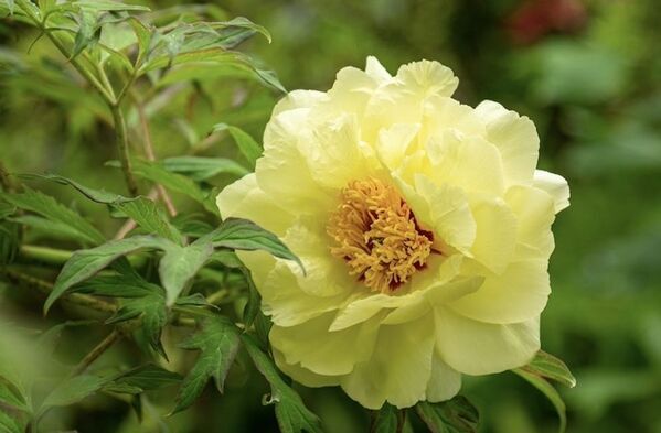 芍薬が彩る春の庭「つくば牡丹園」、いよいよクライマックスへ　水面に浮かぶ「芍薬の花筏(はないかだ)」今年も登場