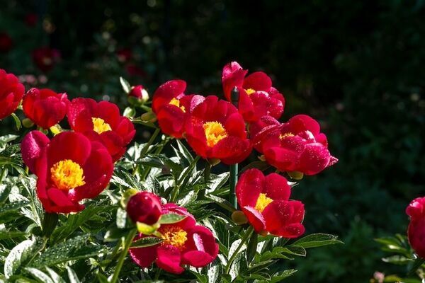 芍薬が彩る春の庭「つくば牡丹園」、いよいよクライマックスへ　水面に浮かぶ「芍薬の花筏(はないかだ)」今年も登場