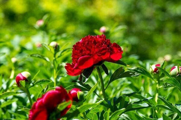 芍薬が彩る春の庭「つくば牡丹園」、いよいよクライマックスへ　水面に浮かぶ「芍薬の花筏(はないかだ)」今年も登場