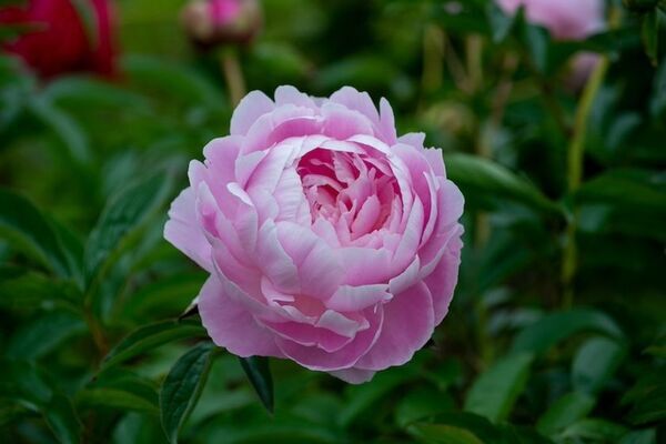 芍薬が彩る春の庭「つくば牡丹園」、いよいよクライマックスへ　水面に浮かぶ「芍薬の花筏(はないかだ)」今年も登場