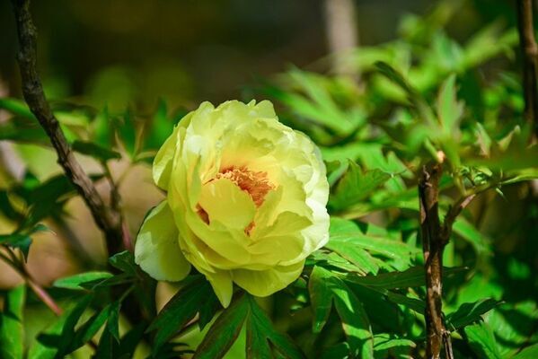 芍薬が彩る春の庭「つくば牡丹園」、いよいよクライマックスへ　水面に浮かぶ「芍薬の花筏(はないかだ)」今年も登場