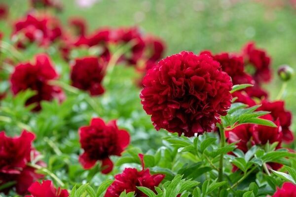 芍薬が彩る春の庭「つくば牡丹園」、いよいよクライマックスへ　水面に浮かぶ「芍薬の花筏(はないかだ)」今年も登場