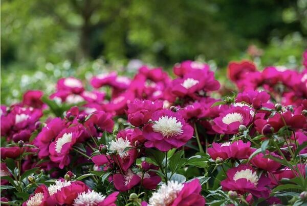 芍薬が彩る春の庭「つくば牡丹園」、いよいよクライマックスへ　水面に浮かぶ「芍薬の花筏(はないかだ)」今年も登場