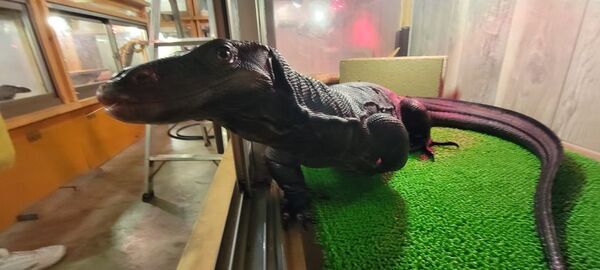 神奈川・オオトカゲ生体展示館 Monitor Park Neoにてこどもの日(5/5)は小学生が入館無料になるキャンペーンを実施