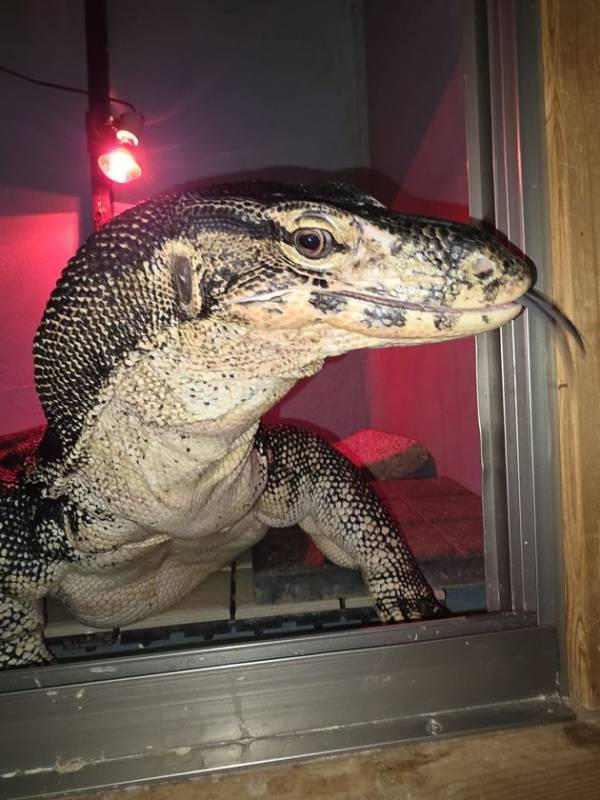 神奈川・オオトカゲ生体展示館 Monitor Park Neoにてこどもの日(5/5)は小学生が入館無料になるキャンペーンを実施