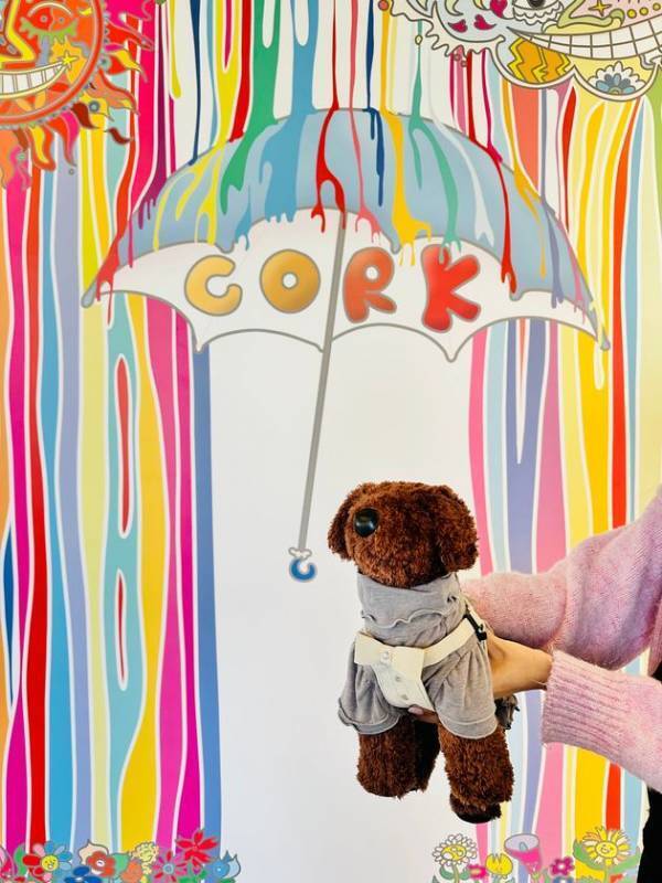 猛暑でも快適に！エアコン完備の室内ドッグラン「コルク」夏の利用急増中！