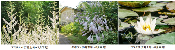 ROKKO森の音ミュージアムSIKIガーデンSummer Seasonアジサイ、バラ、ユリに彩られた避暑地のナチュラルガーデン2025年6月21日（土）～8月22日（金）