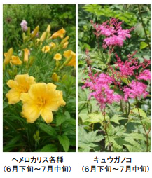 ROKKO森の音ミュージアムSIKIガーデンSummer Seasonアジサイ、バラ、ユリに彩られた避暑地のナチュラルガーデン2025年6月21日（土）～8月22日（金）