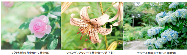 ROKKO森の音ミュージアムSIKIガーデンSummer Seasonアジサイ、バラ、ユリに彩られた避暑地のナチュラルガーデン2025年6月21日（土）～8月22日（金）