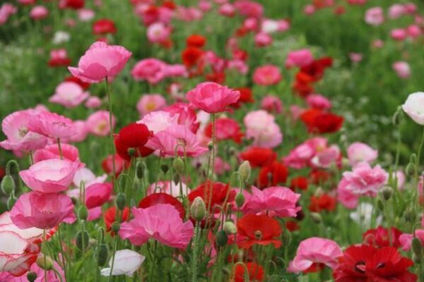 ポピーが咲き誇る花畑で出店イベント＆鬼怒川流域交流Eボート大会　茨城県下妻市・鬼怒川河川敷にて5月18日に同時開催が決定！