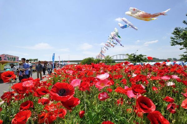 ポピーが咲き誇る花畑で出店イベント＆鬼怒川流域交流Eボート大会　茨城県下妻市・鬼怒川河川敷にて5月18日に同時開催が決定！