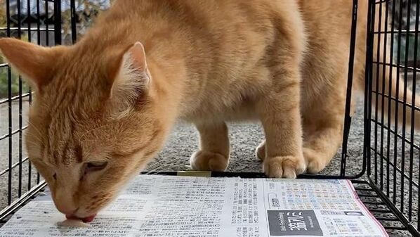 世界で一番猫にやさしい捕獲器「TORASUKE(トラスケ)」ついに完成。初回300台限定の発売に向け、明日5月20日(火)より予約受付開始！