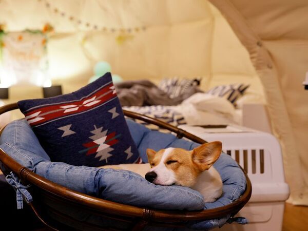 愛犬家に朗報！ワンちゃん同伴無料で楽しむ日光グランピング　6月限定「わんダフル」な特典付きグランピングプラン登場！