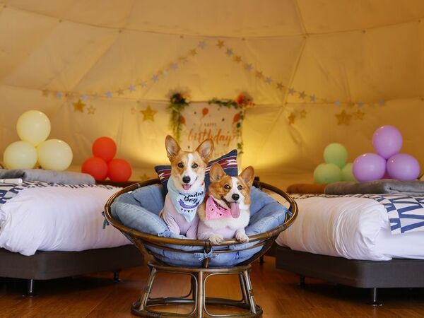 愛犬家に朗報！ワンちゃん同伴無料で楽しむ日光グランピング　6月限定「わんダフル」な特典付きグランピングプラン登場！