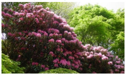 六甲高山植物園 ベストシーズン到来！花木の王様 ツクシシャクナゲが見頃です