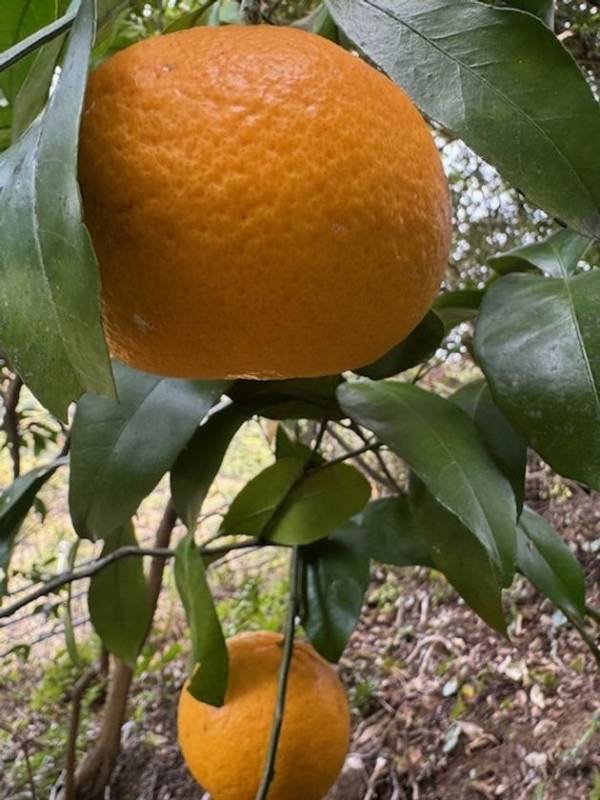 日本の香りの恵み『高知 香り家』シリーズ　佐川高校と一緒に創造・創作した“世界に結ばん香り”『Scent of old books Fragrance mist』『Citrus Sweet summer Fragrance mist』誕生