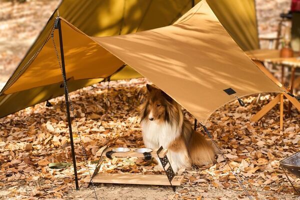 愛犬とキャンプを楽しむ　Wan＆Co.ブランド第一弾アイテム登場