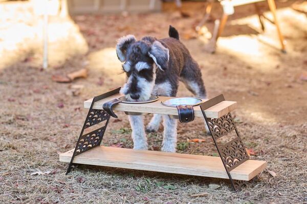愛犬とキャンプを楽しむ　Wan＆Co.ブランド第一弾アイテム登場
