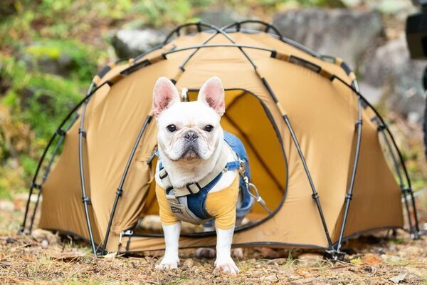 愛犬とキャンプを楽しむ　Wan＆Co.ブランド第一弾アイテム登場