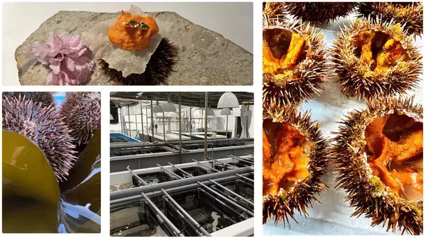 ALTAMEがPR支援を行う、佐渡シーファームの養殖ウニ「金山雲丹」を題材とした映画が公開決定！～NGT48北村優羽さん主演、ご当地映画『金山雲丹物語』が11月末「ふるさと映画祭」(東京)にて上映予定～