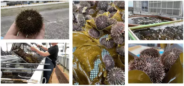 ALTAMEがPR支援を行う、佐渡シーファームの養殖ウニ「金山雲丹」を題材とした映画が公開決定！～NGT48北村優羽さん主演、ご当地映画『金山雲丹物語』が11月末「ふるさと映画祭」(東京)にて上映予定～