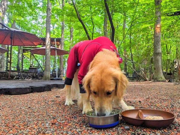 那須の森で、手ぶらで極上バーベキュー体験。贅沢な那須高原和牛ステーキを堪能できる日帰りグランピングBBQが新登場！　～焚き火×アウトドア×送迎付きの贅沢な日帰り旅～