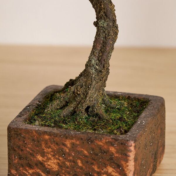 日本の職人が一から制作する本格的工芸盆栽　A-BONSAI(R)と信楽焼窯元とのコラボレーションが実現！5月18日(日)早朝5時からSHOP CHANNELで発表！