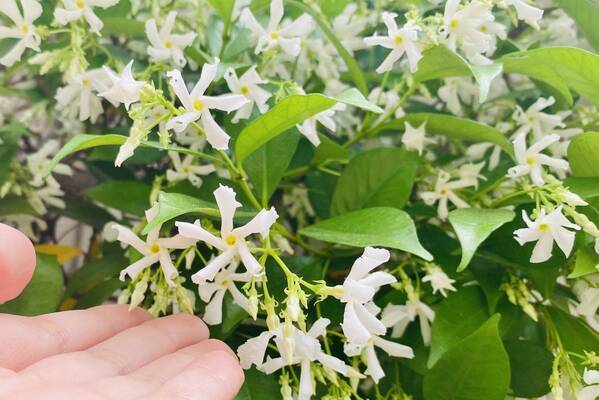 【志摩スペイン村】スタージャスミン、もうすぐ満開です！！