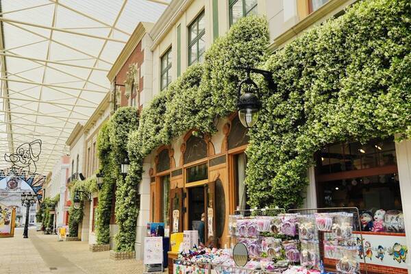 【志摩スペイン村】スタージャスミン、もうすぐ満開です！！