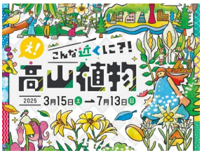 六甲高山植物園 花盛り！大群落の「クリンソウ」が見頃です