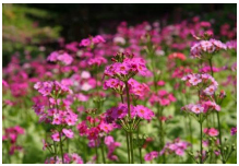 六甲高山植物園 花盛り！大群落の「クリンソウ」が見頃です