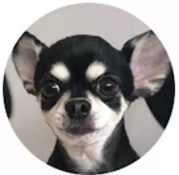 BIGLOBEが、温泉賢人が偏愛する温泉宿リスト「ペットも喜ぶ温泉宿」「ここは桃源郷！温泉サウナ」を本日公開