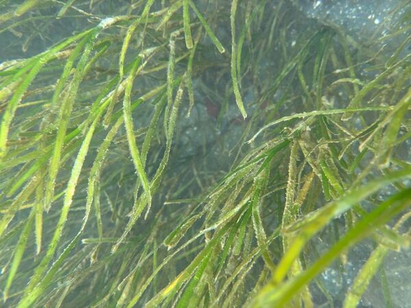 浜名湖のアサリ復活の鍵を握る海草「アマモ」見学体験商品販売開始と報道機関向け体験会を開催