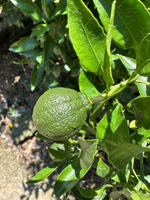 熊本のデザイン会社が“6次産業×フードロス”で農家の課題を解決へ