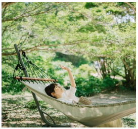 六甲高山植物園 世界中のあこがれの高山植物！秘境の花「ヒマラヤの青いケシ」が開花