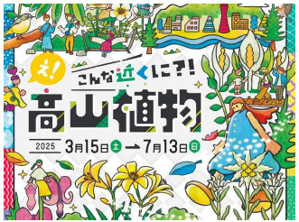 六甲高山植物園 世界中のあこがれの高山植物！秘境の花「ヒマラヤの青いケシ」が開花