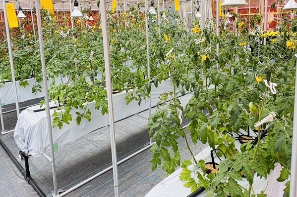 【志摩スペイン村】テーマパークで環境にやさしい農法「アクアポニックス」5月22日（木）から体験プログラム開始！