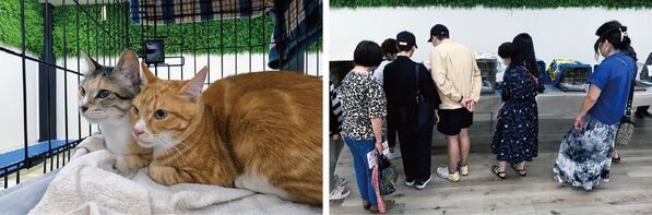 ジョイフル本田が運営するペット専門店「Pet's CLOVER 伊勢崎田中島町店」が6月4日オープン　～社会問題と向き合う犬猫生体の新提供スタイル「CLOVER STEP」始動～