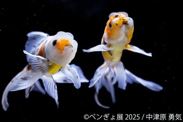 “夏の癒し空間”が今年もやってきた♪ペンギン×金魚コラボ作品展「ペンぎょ展 2025」7月4日～開催！限定特典＆グッズも登場