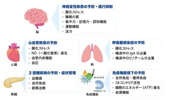 FPP、Nrf2活性化を促す『核内Nrf2量増加剤』として日本国特許を取得　～ 慢性炎症や加齢関連疾患予防に向けて ～